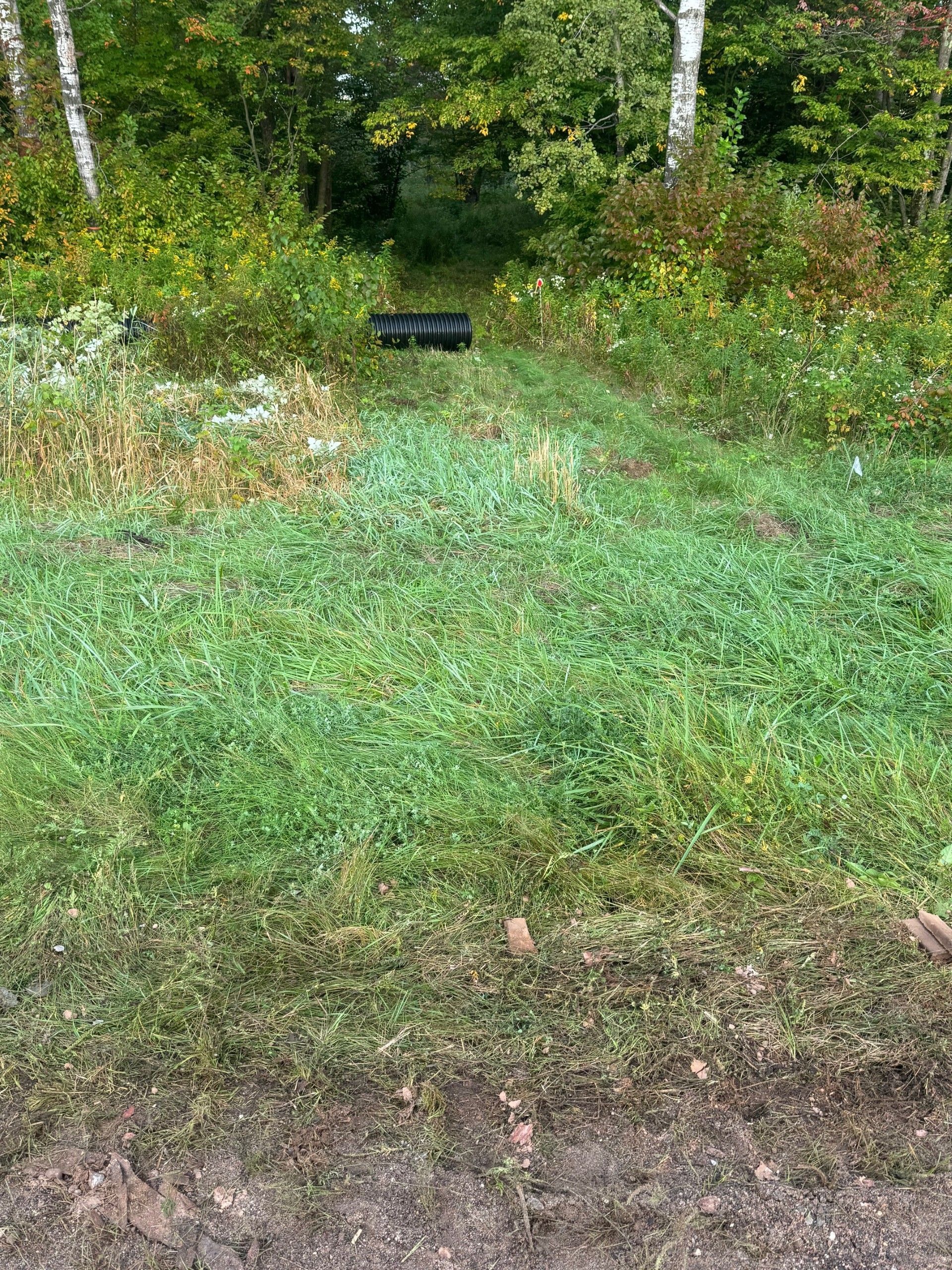 Grassy area leading to a dark, tree-lined path. Green vegetation covers the foreground.