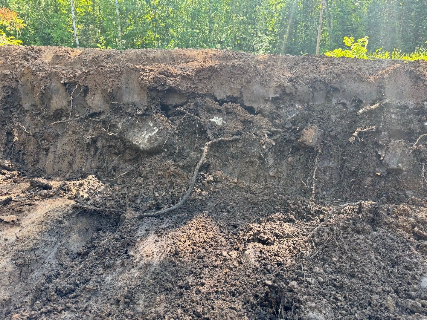 Soil layers with visible roots. Brown and gray earth against a backdrop of green trees.