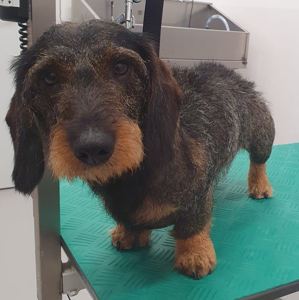 Ruwharige teckel op een trimtafel, vastgebonden aan een riem. De hond is zwart met bruin en kijkt vooruit.