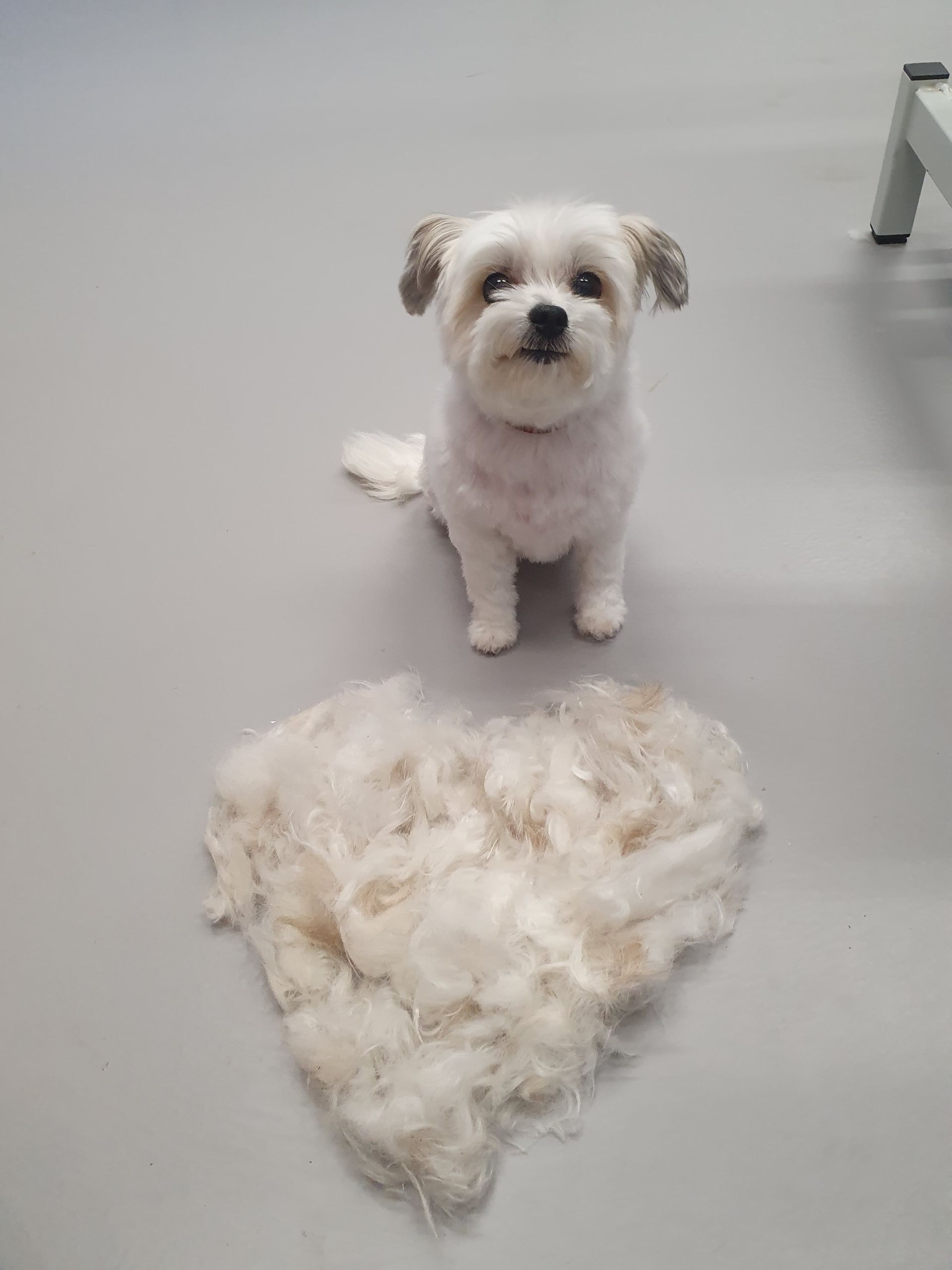 Een witte hond zit trots naast een hartvormig beeld van zijn vacht op een grijze vloer.