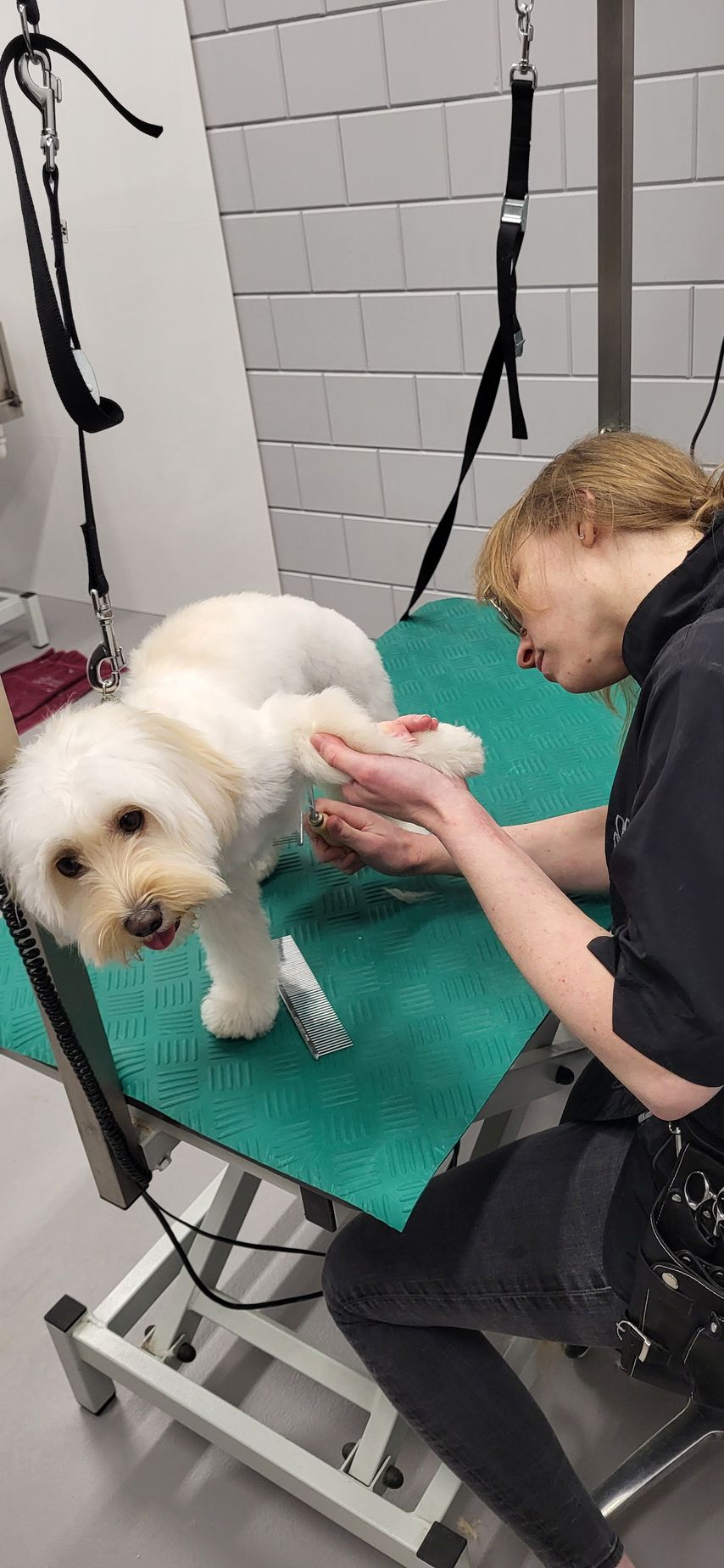 Een hond wordt getrimd. Een persoon houdt de poot van de hond vast op een groene tafel met een witte bakstenen achtergrond.
