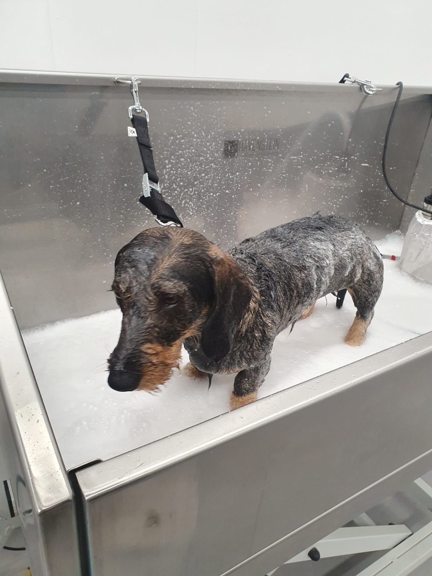 Teckel bedekt met zeepsop in een verzorgingsbad.