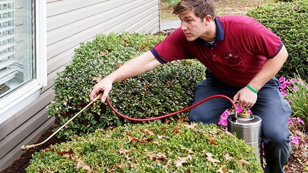 Pest Maintenance Plans