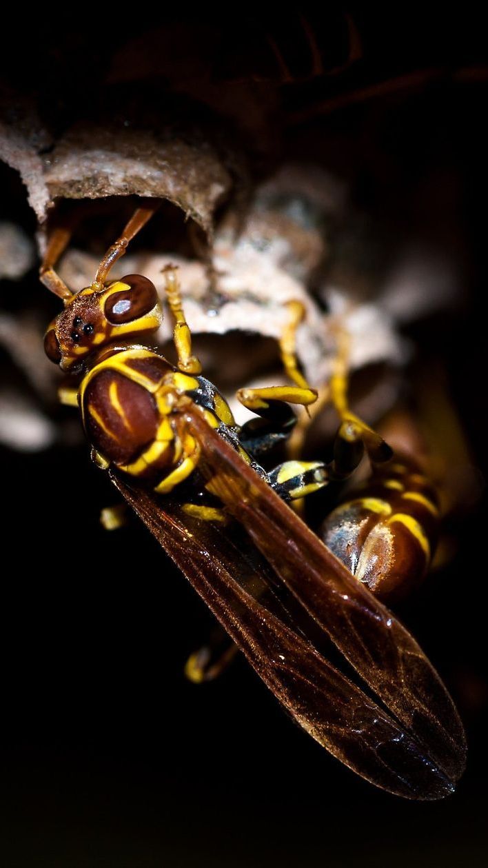 a close up of a wasp sitting on top of a nest