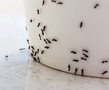 Ant Control in Lancaster, PA