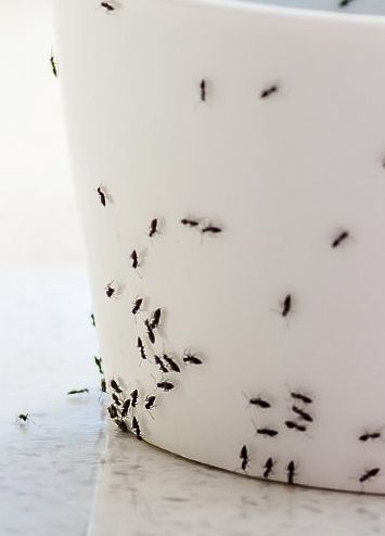 Ant Control in Lancaster, PA