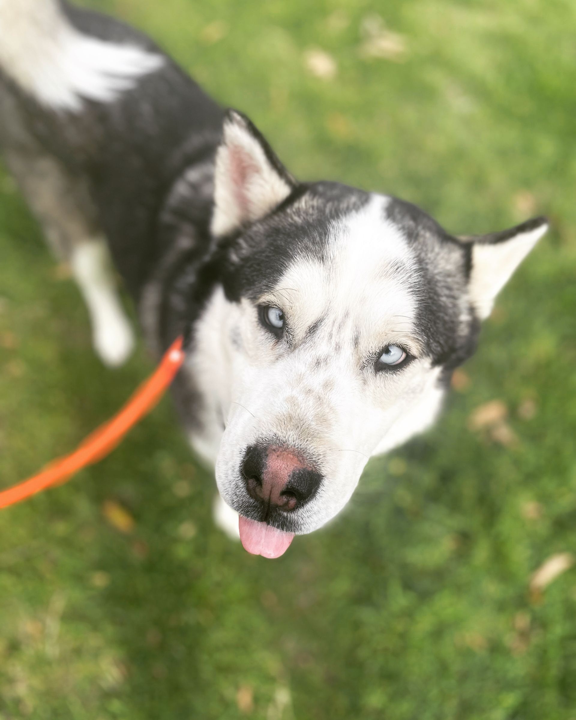 A husky dog on a leash looking up at the camera