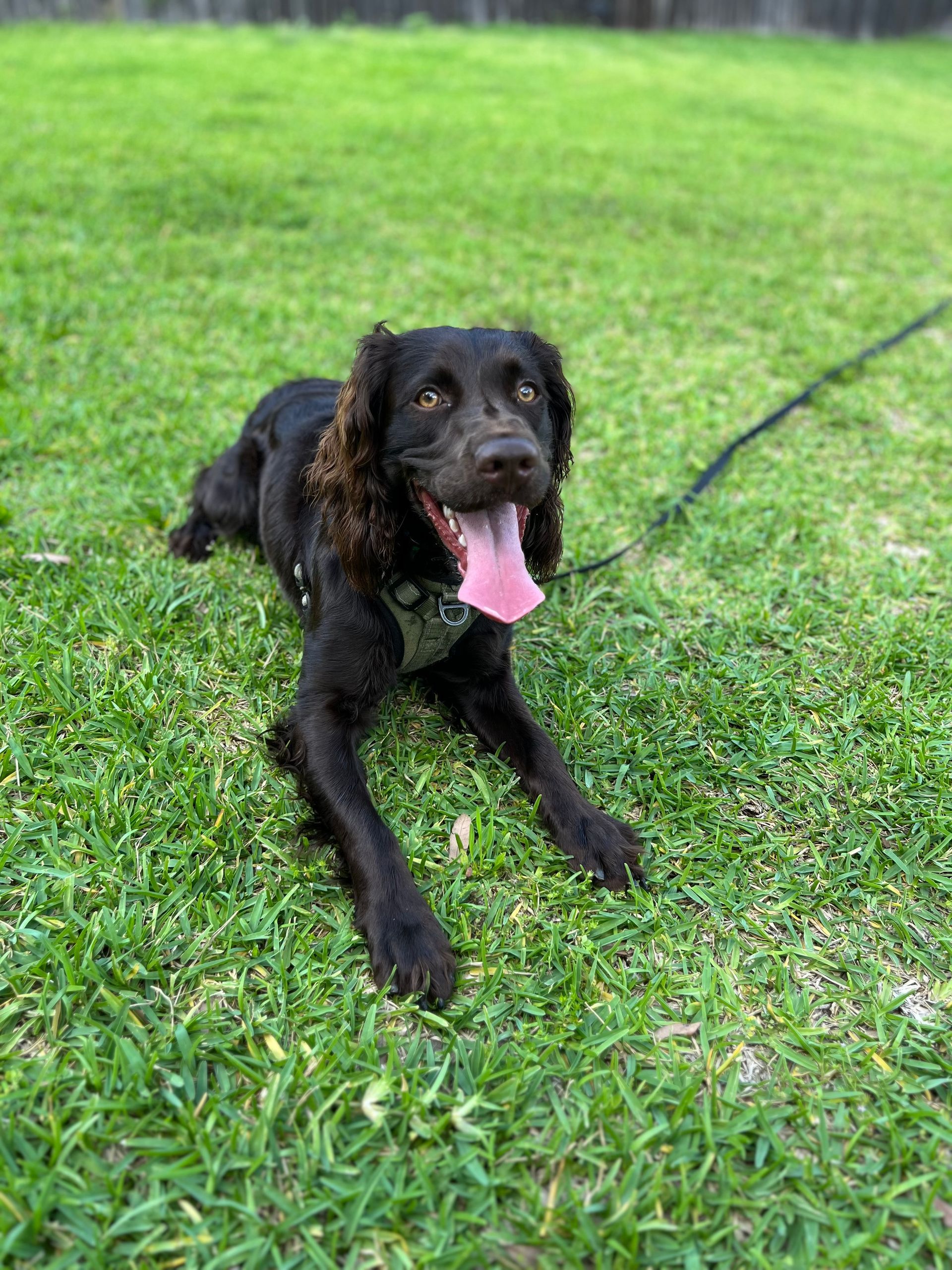 A black dog is laying in the grass on a leash.