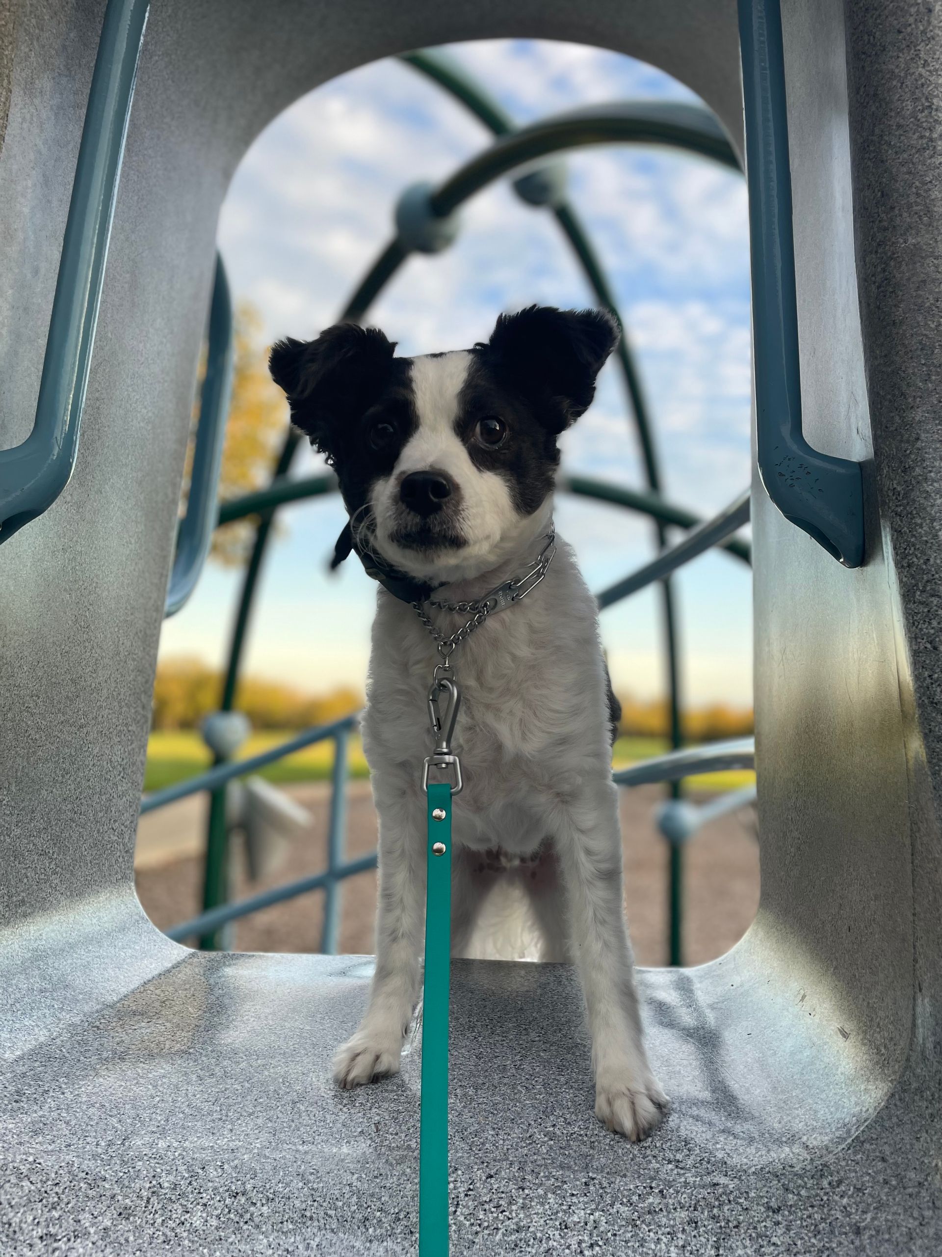 A black and white dog on a leash in a playground