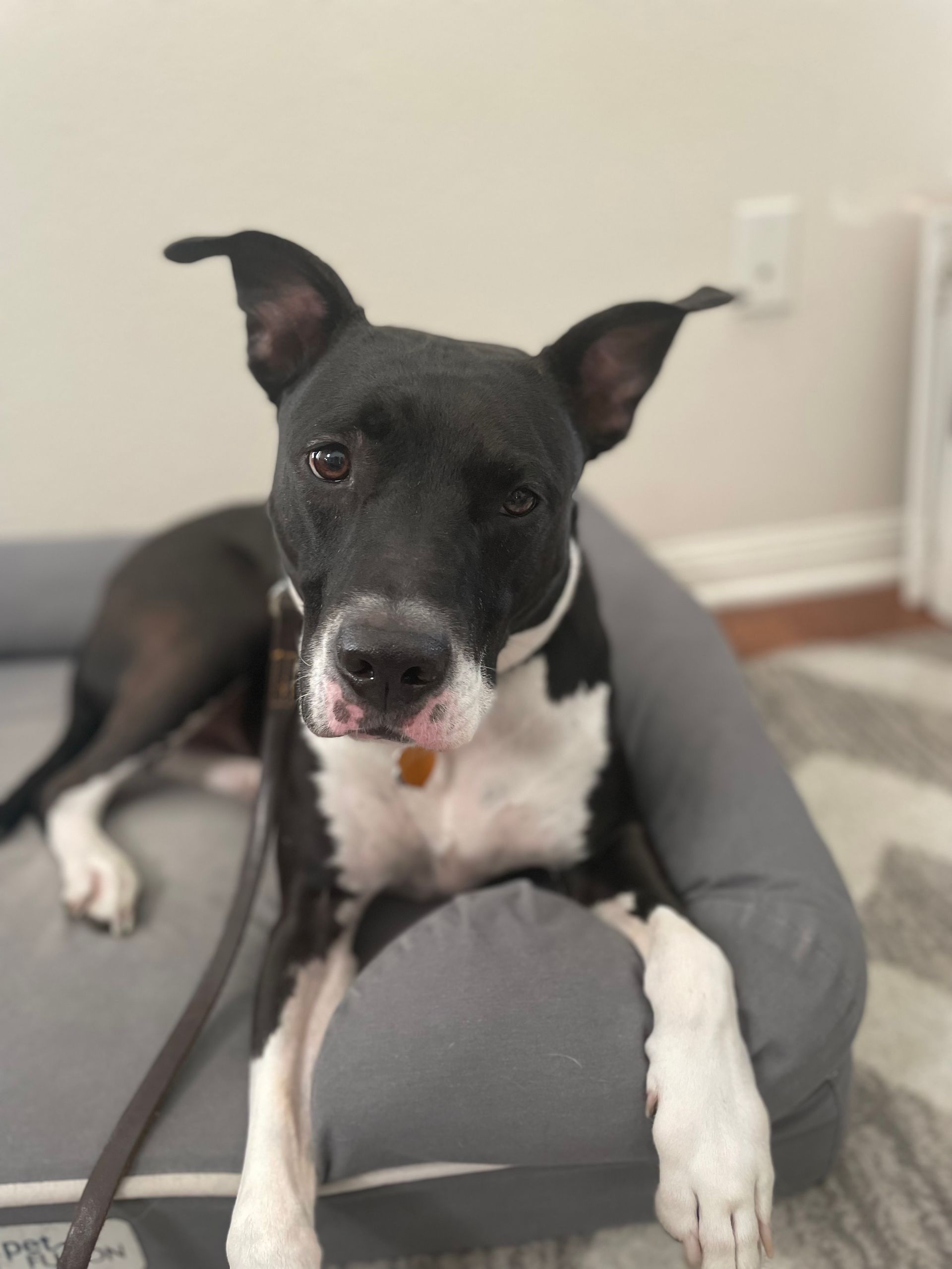 A black and white dog is laying on a dog bed