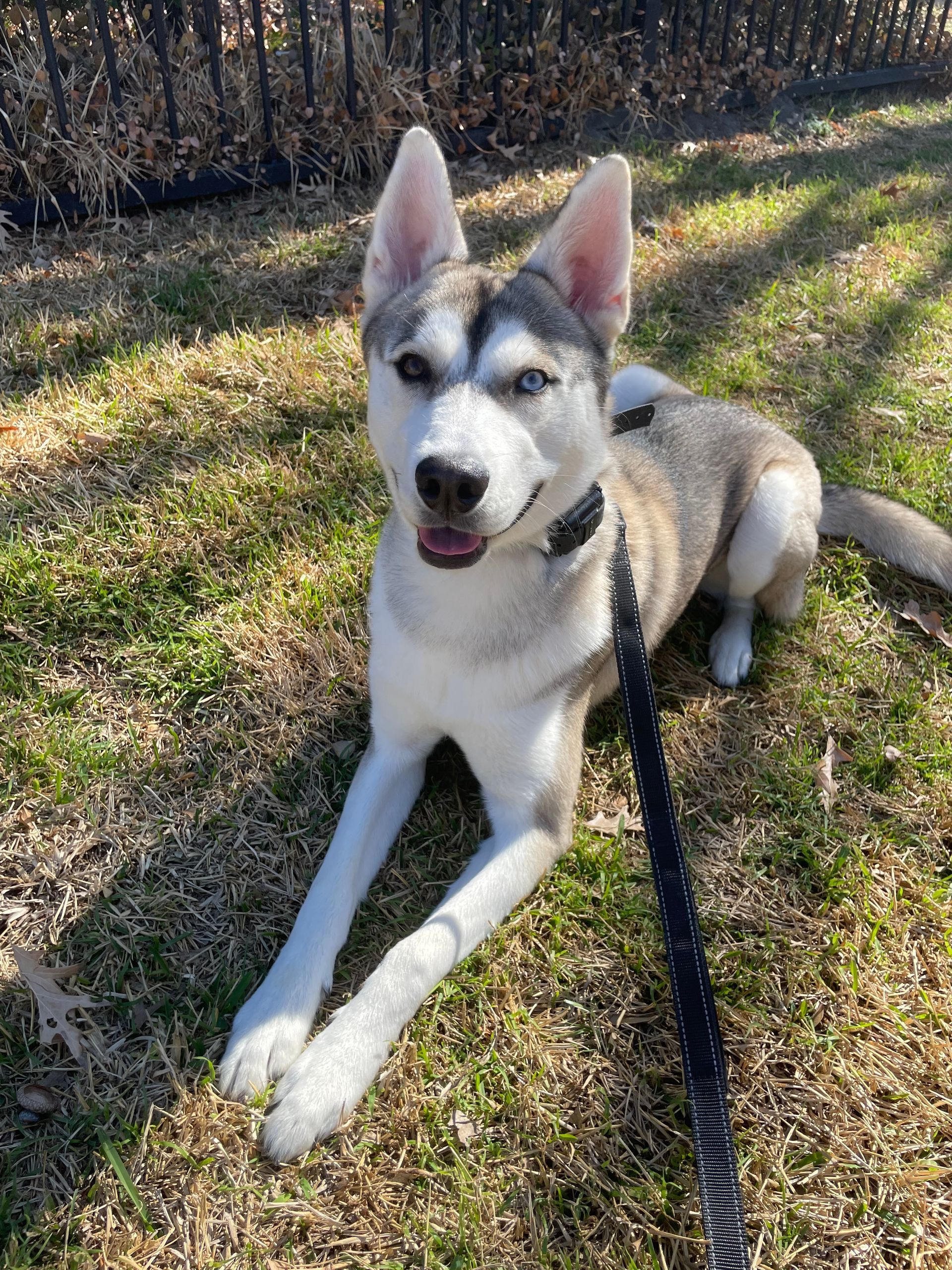 A husky dog is laying in the grass on a leash.