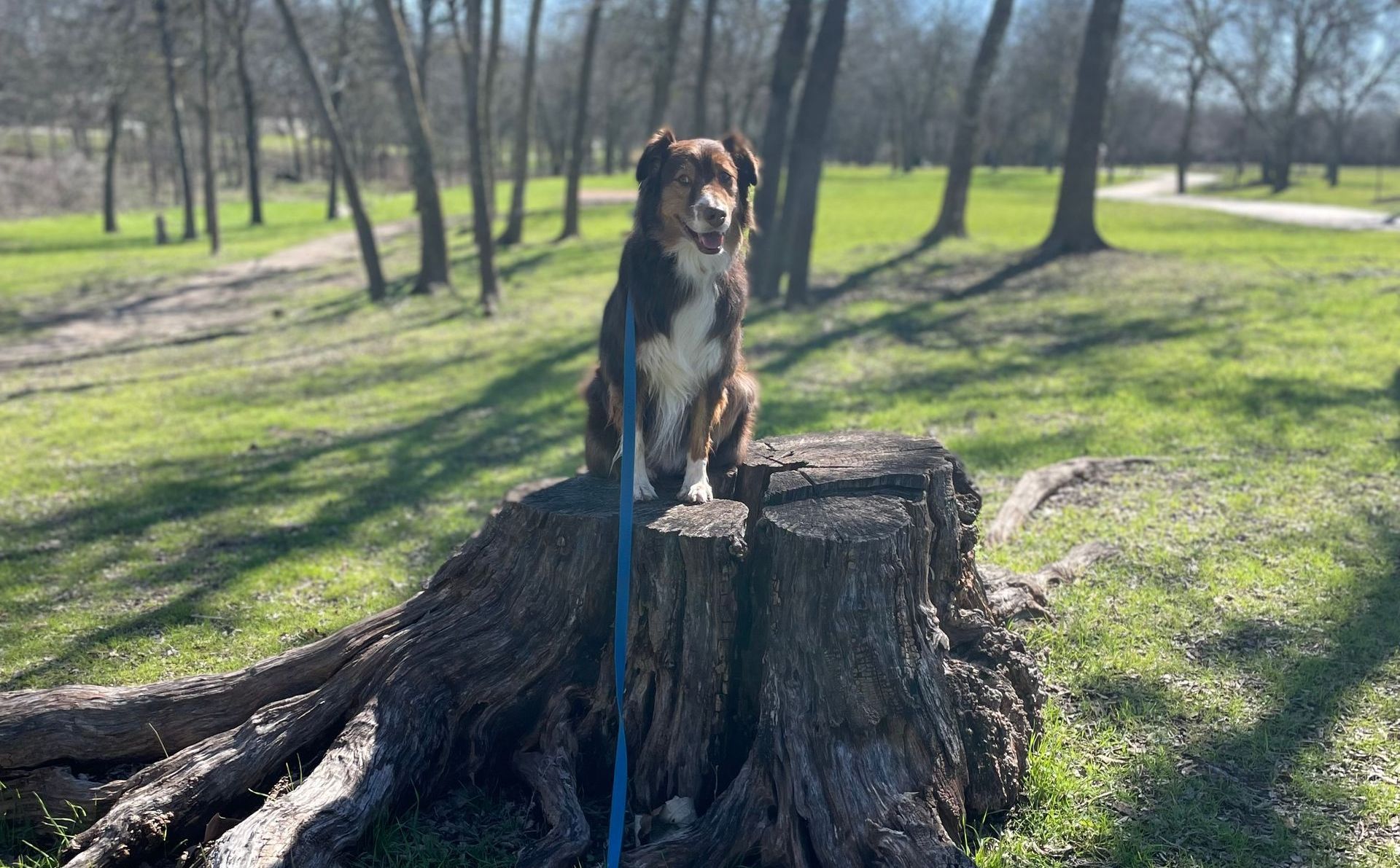 A dog is sitting on top of a tree stump in a park practicing sitting.