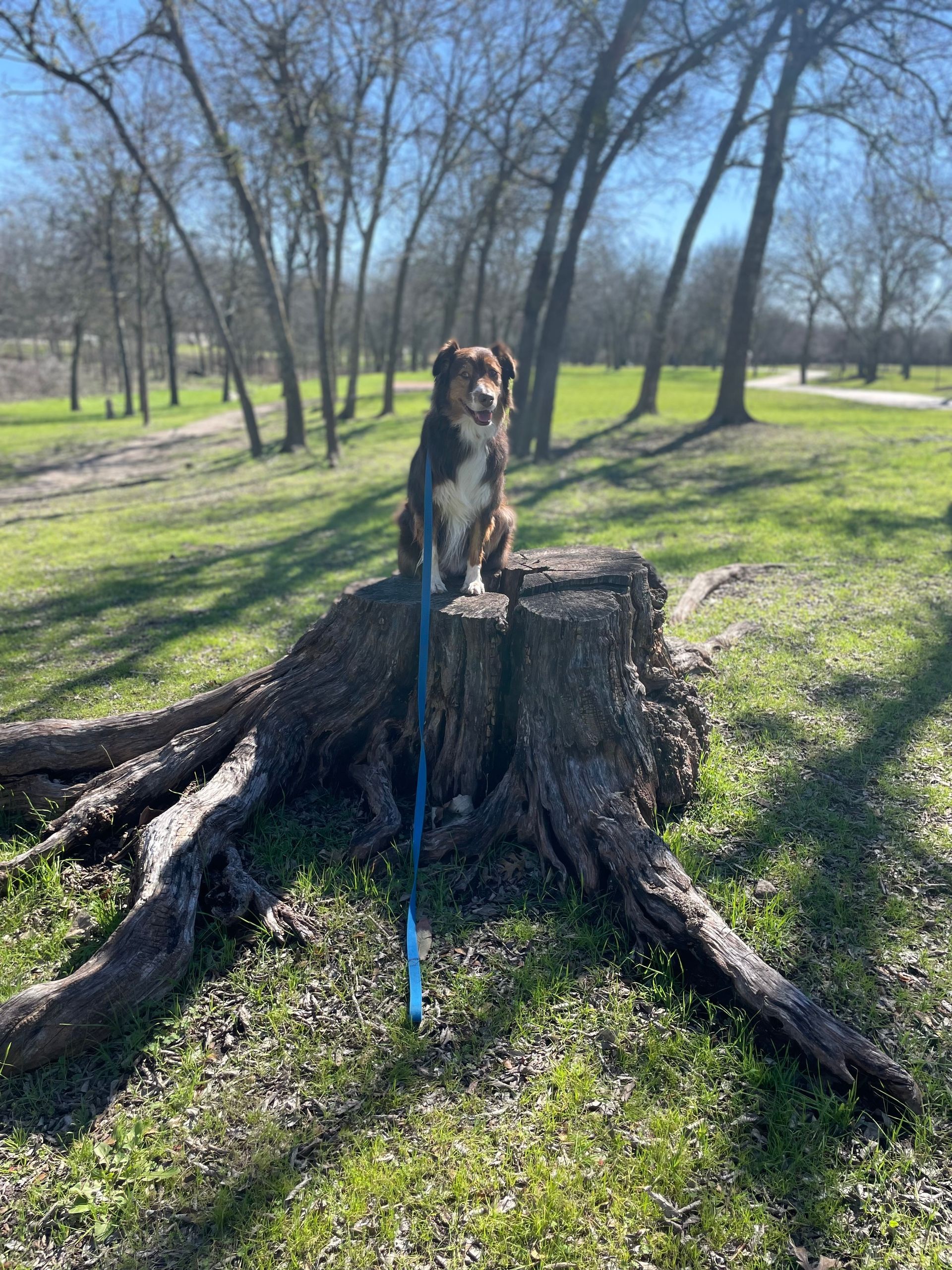 A dog is sitting on a tree stump in a park while dog trainer makes it sit