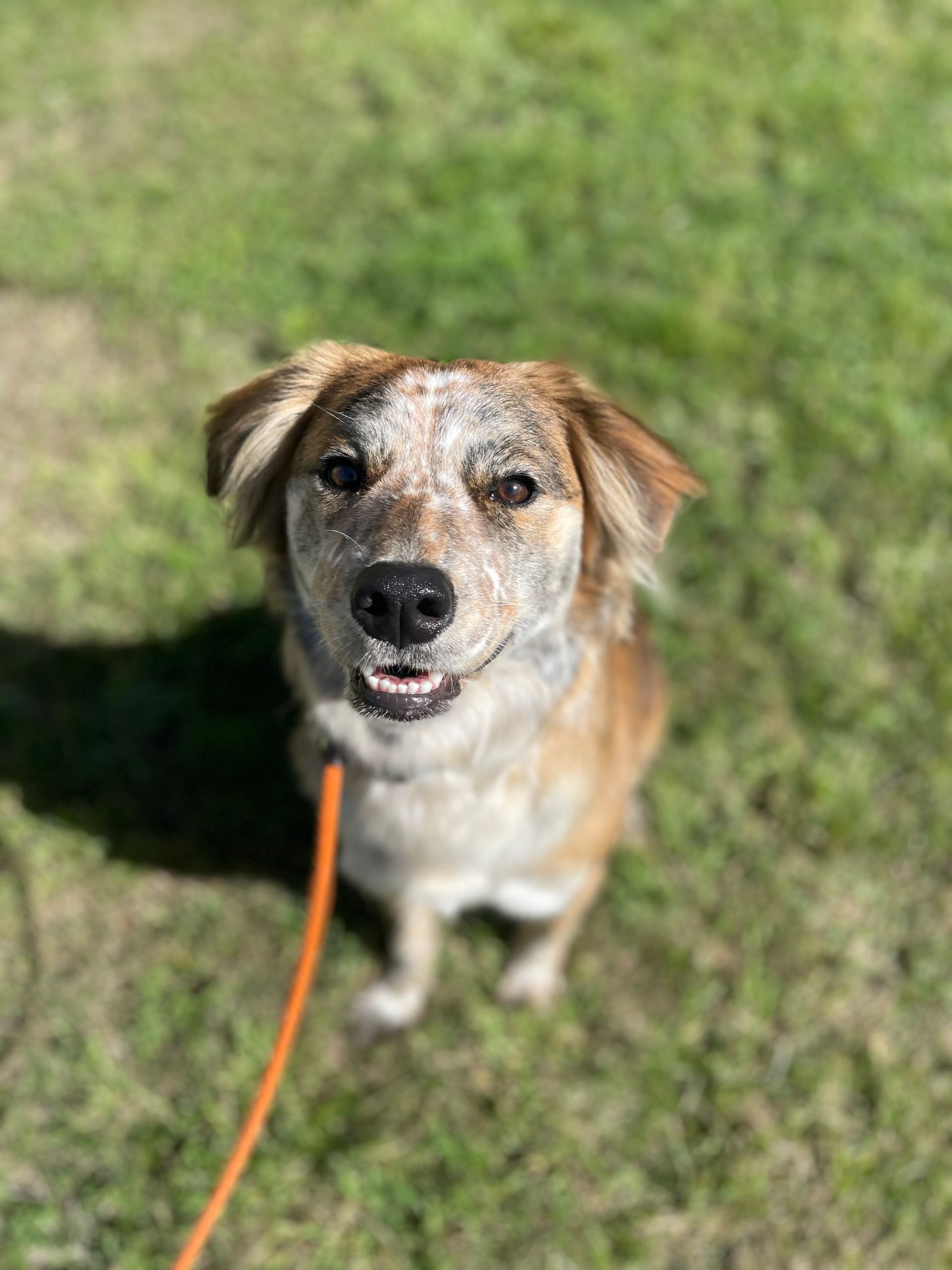 A brown and white dog is sitting on a leash in the grass.