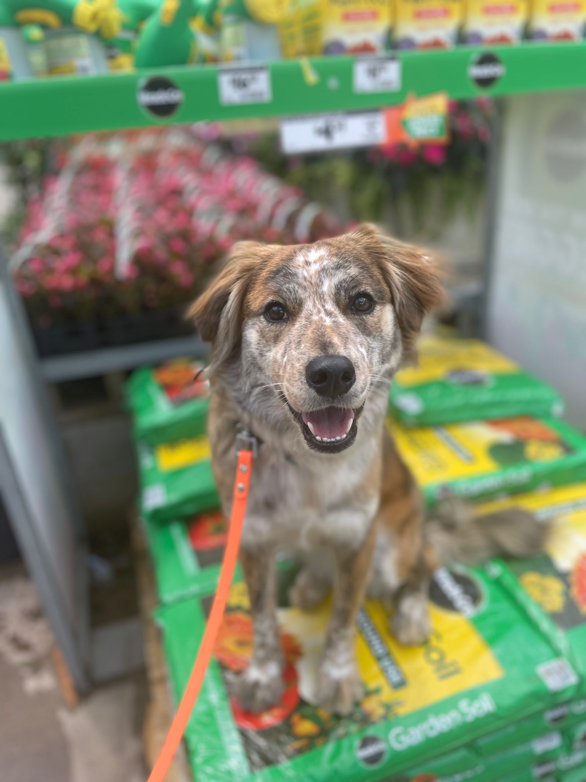 A brown and white dog on a leash is sitting on a pile of garden soil.