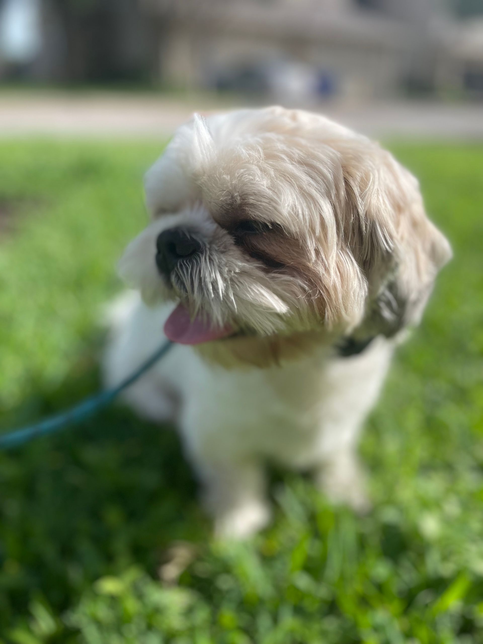 A small brown and white dog is sitting in the grass on a leash.