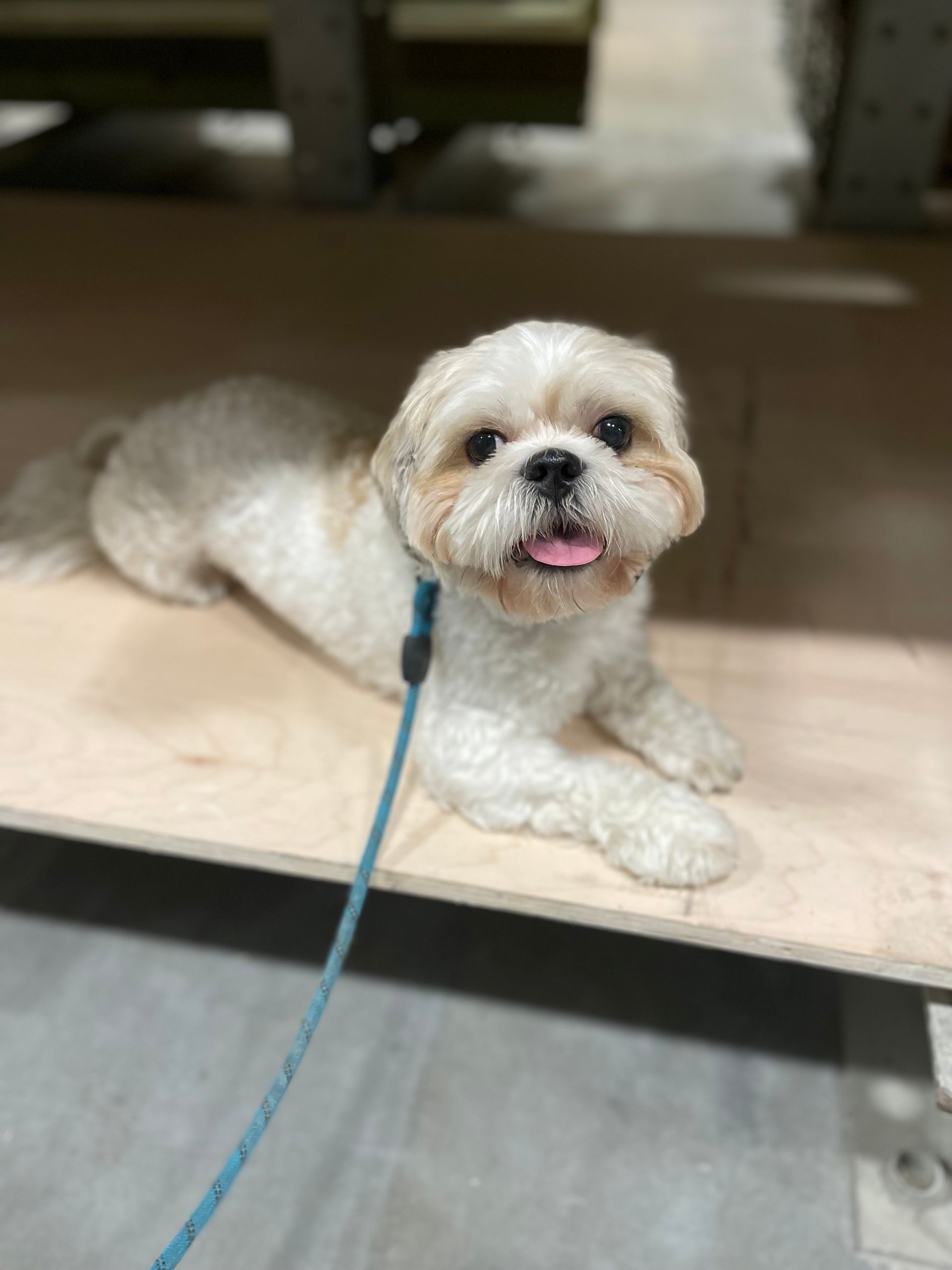 A small white dog is laying on a wooden floor on a leash during dog training.