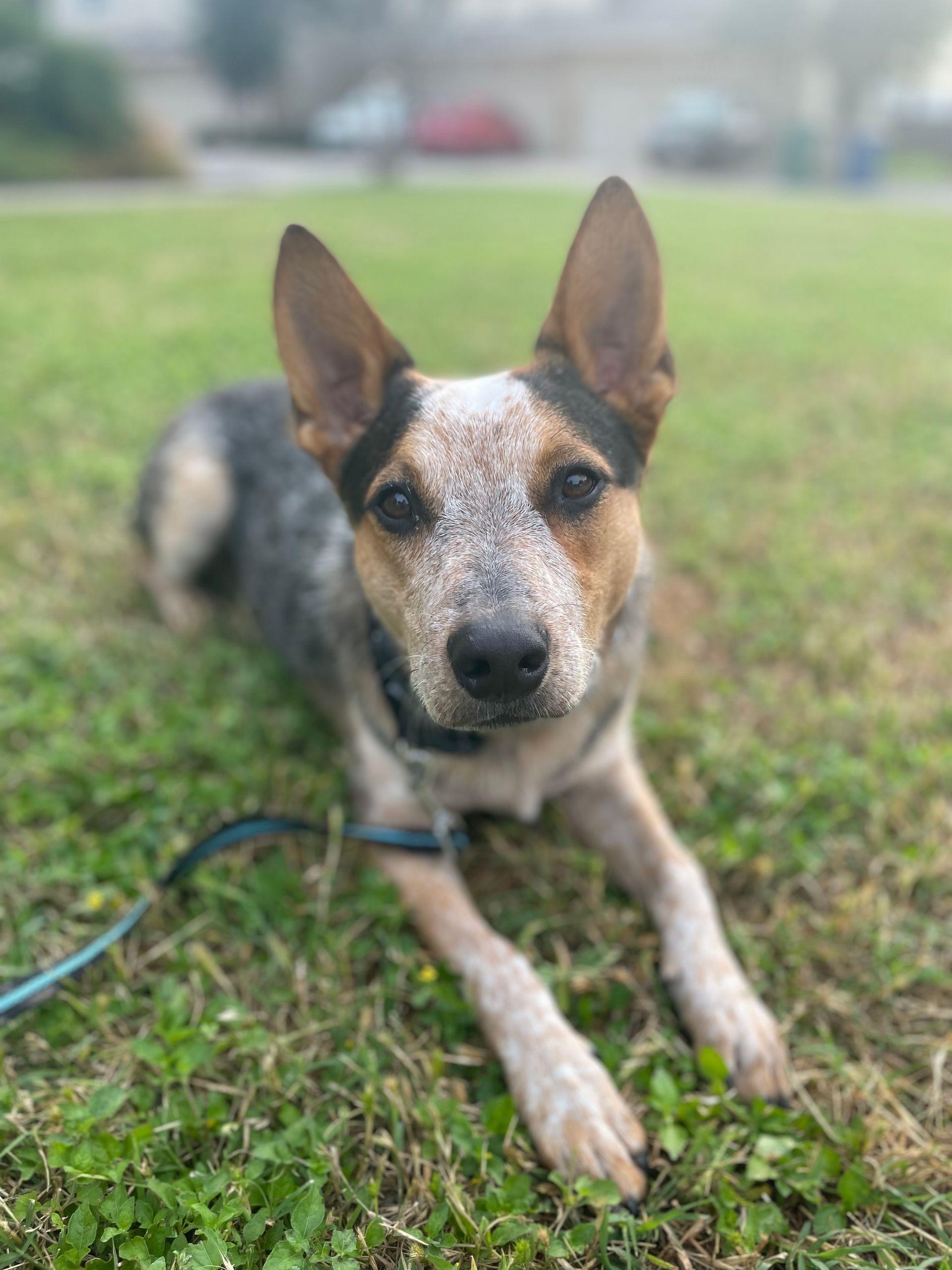 A brown and white dog is laying in the grass on a leash.