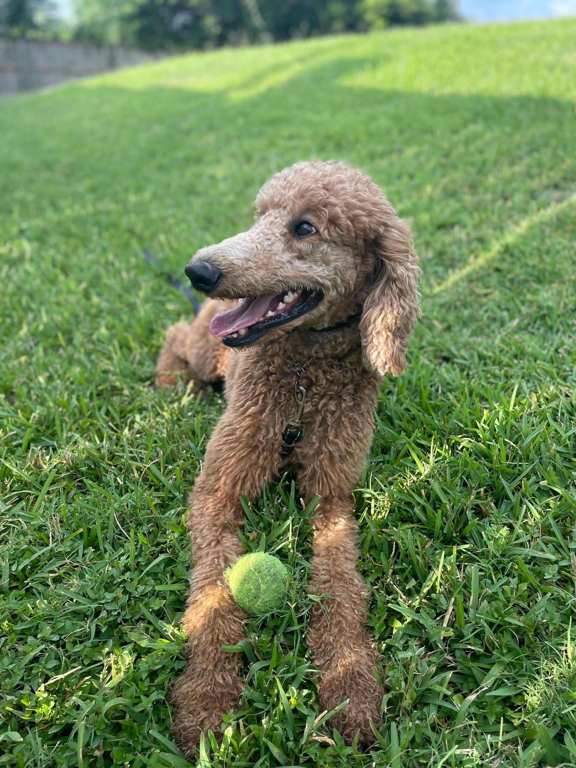 A brown poodle is laying in the grass with a tennis ball in its mouth.