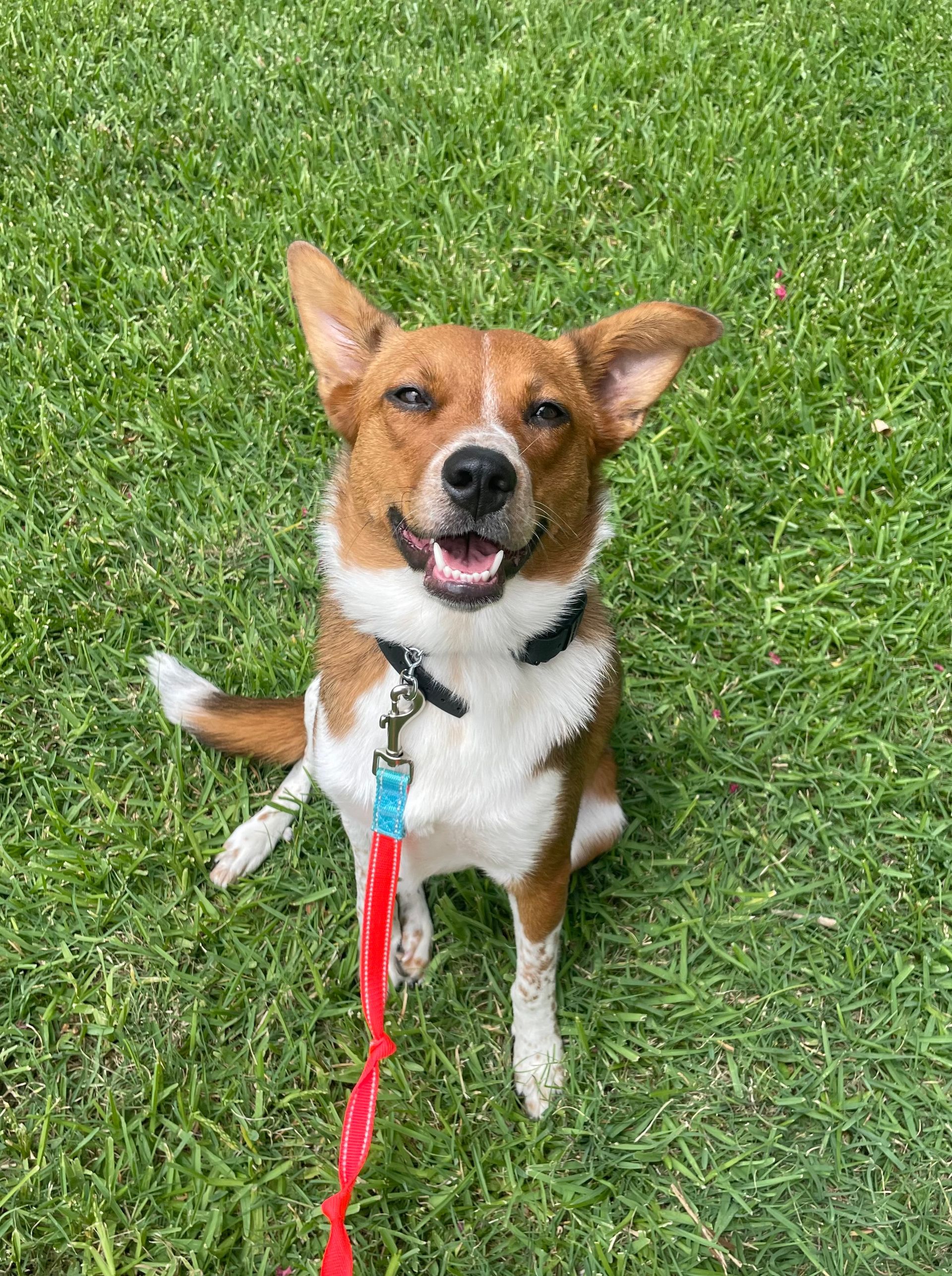 A brown and white dog is sitting in the grass on a leash.