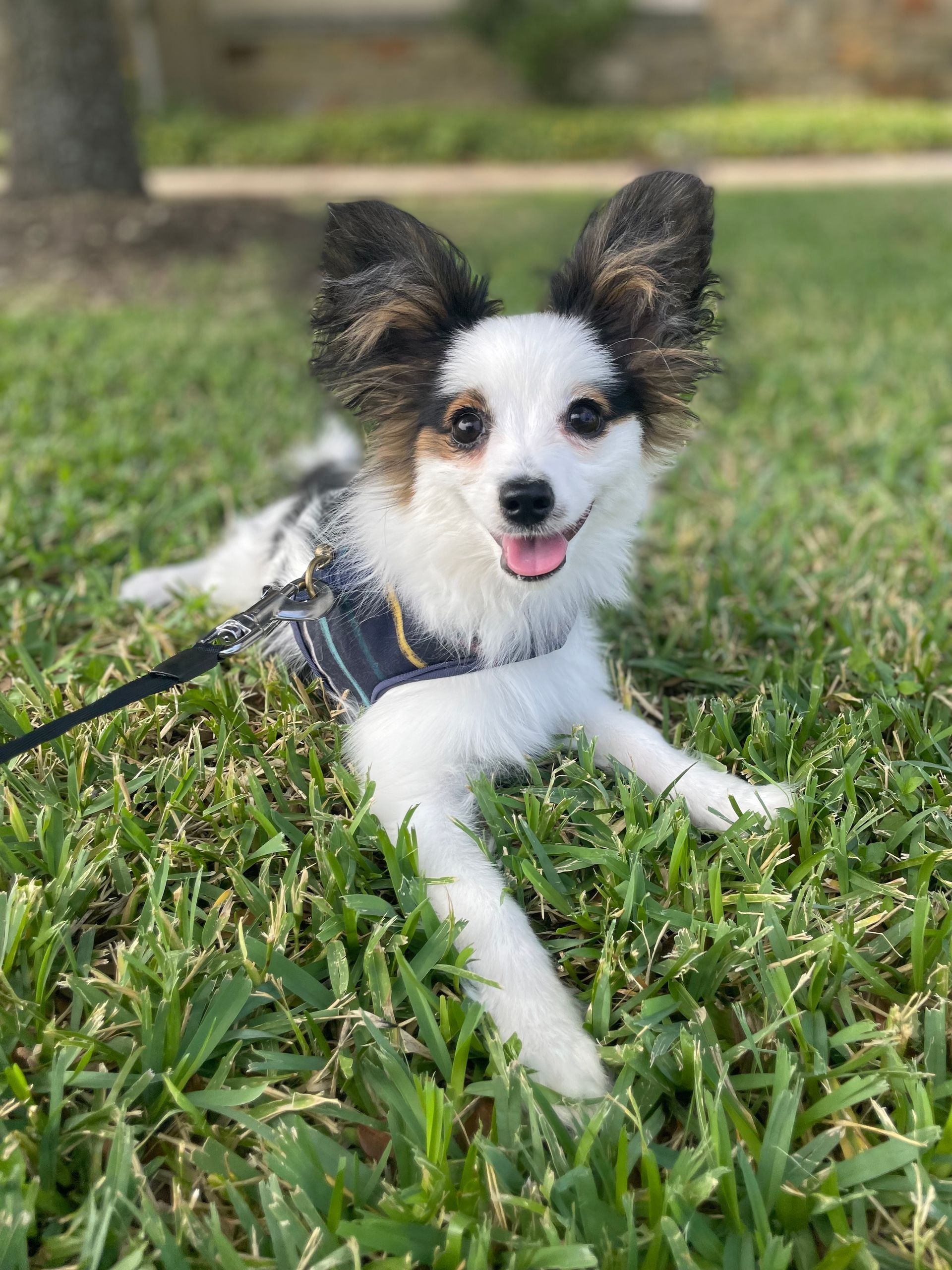 A small black and white dog is laying in the grass on a leash.
