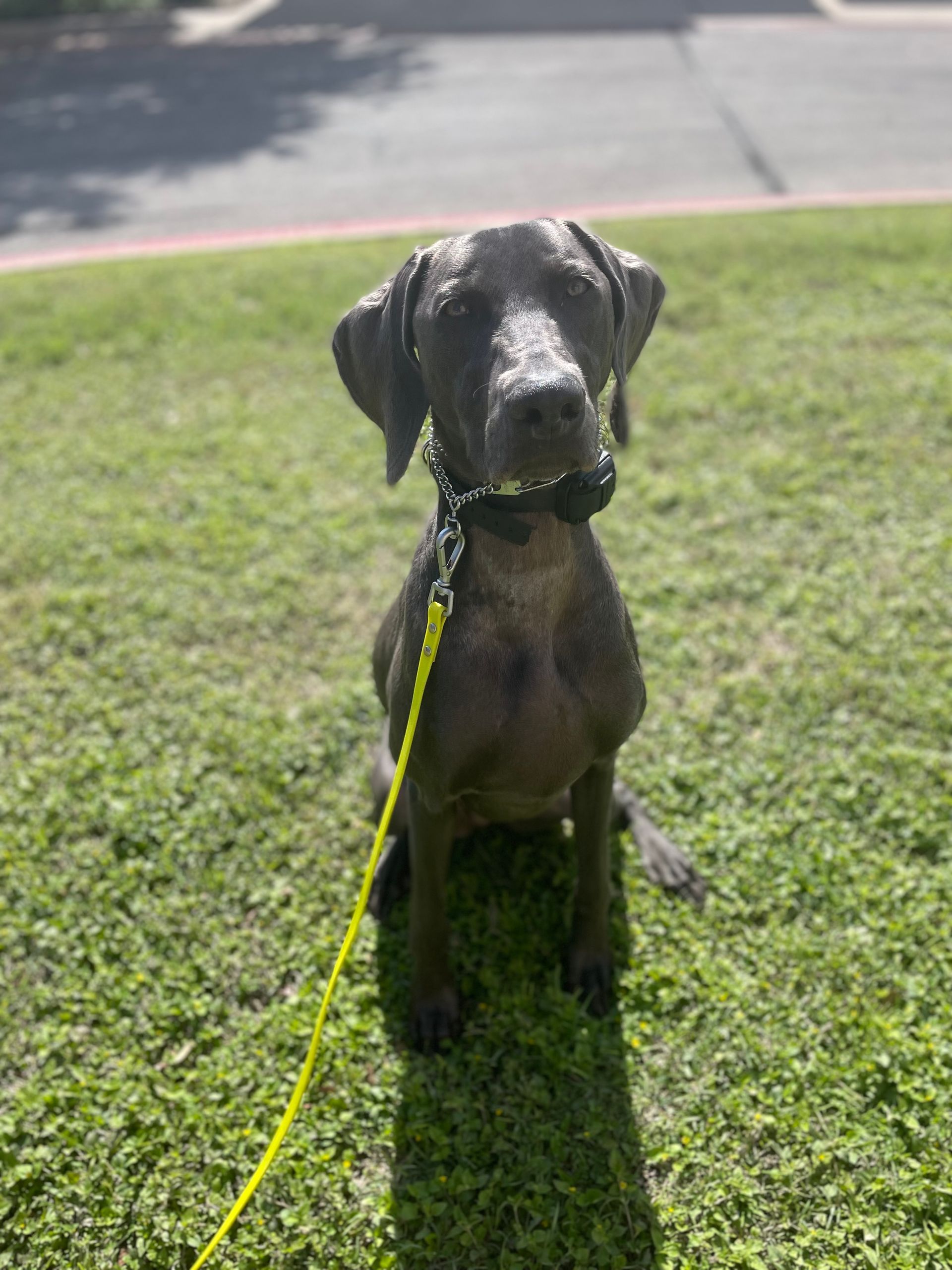 A dog is sitting in the grass on a leash.