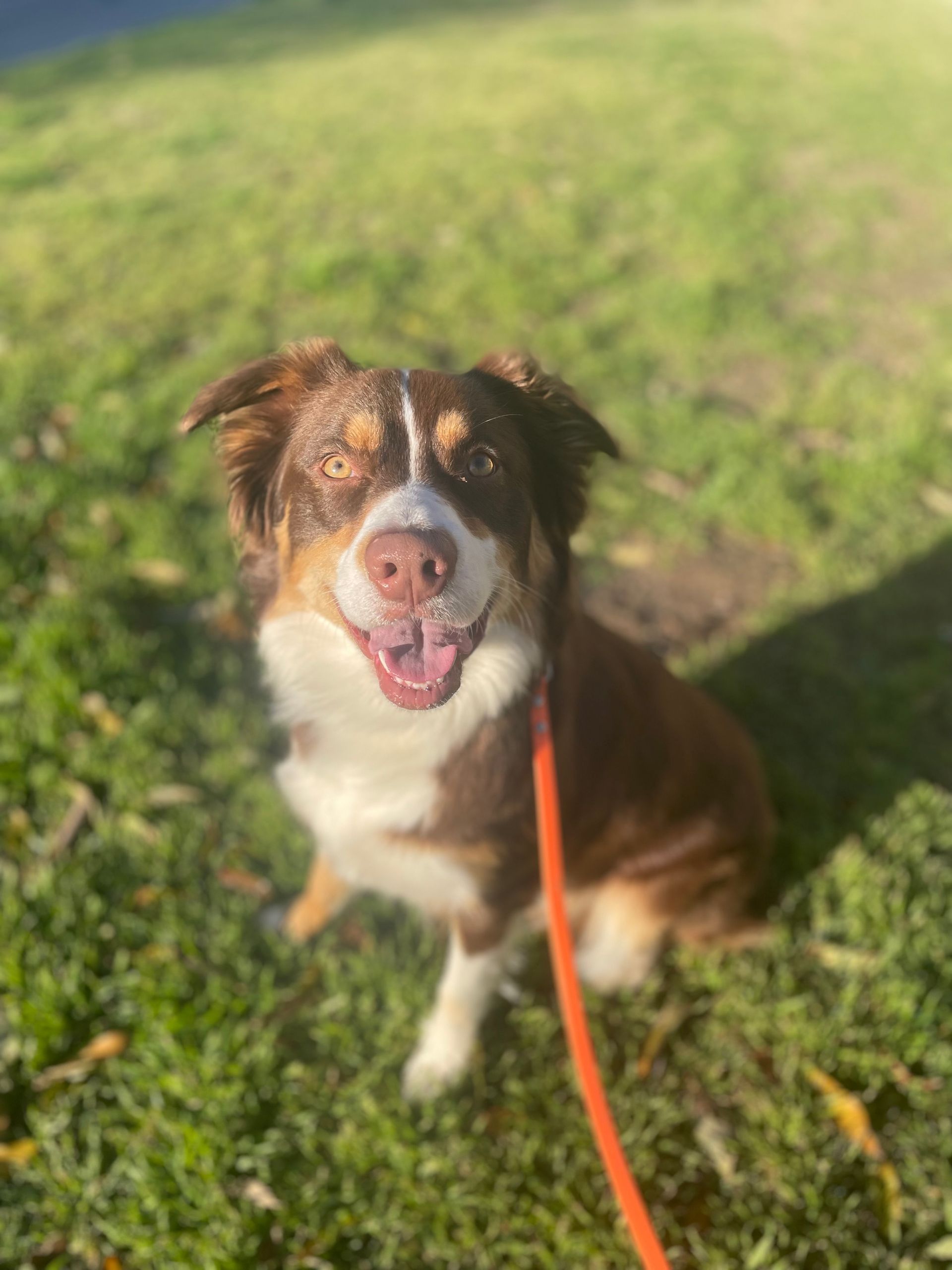 Two dogs on leashes are sitting next to each other on a sidewalk.