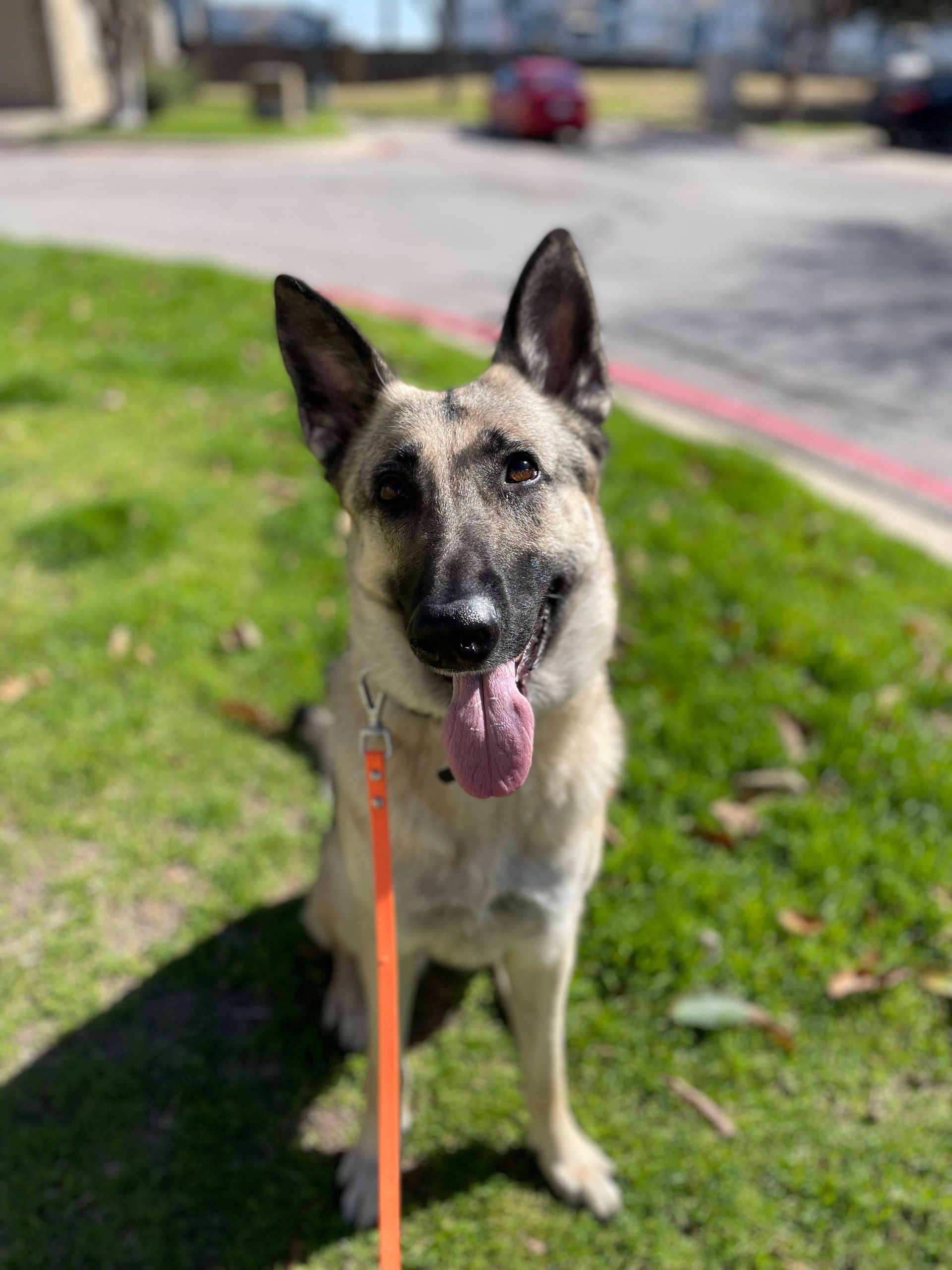 A german shepherd dog is sitting on the grass on a leash.