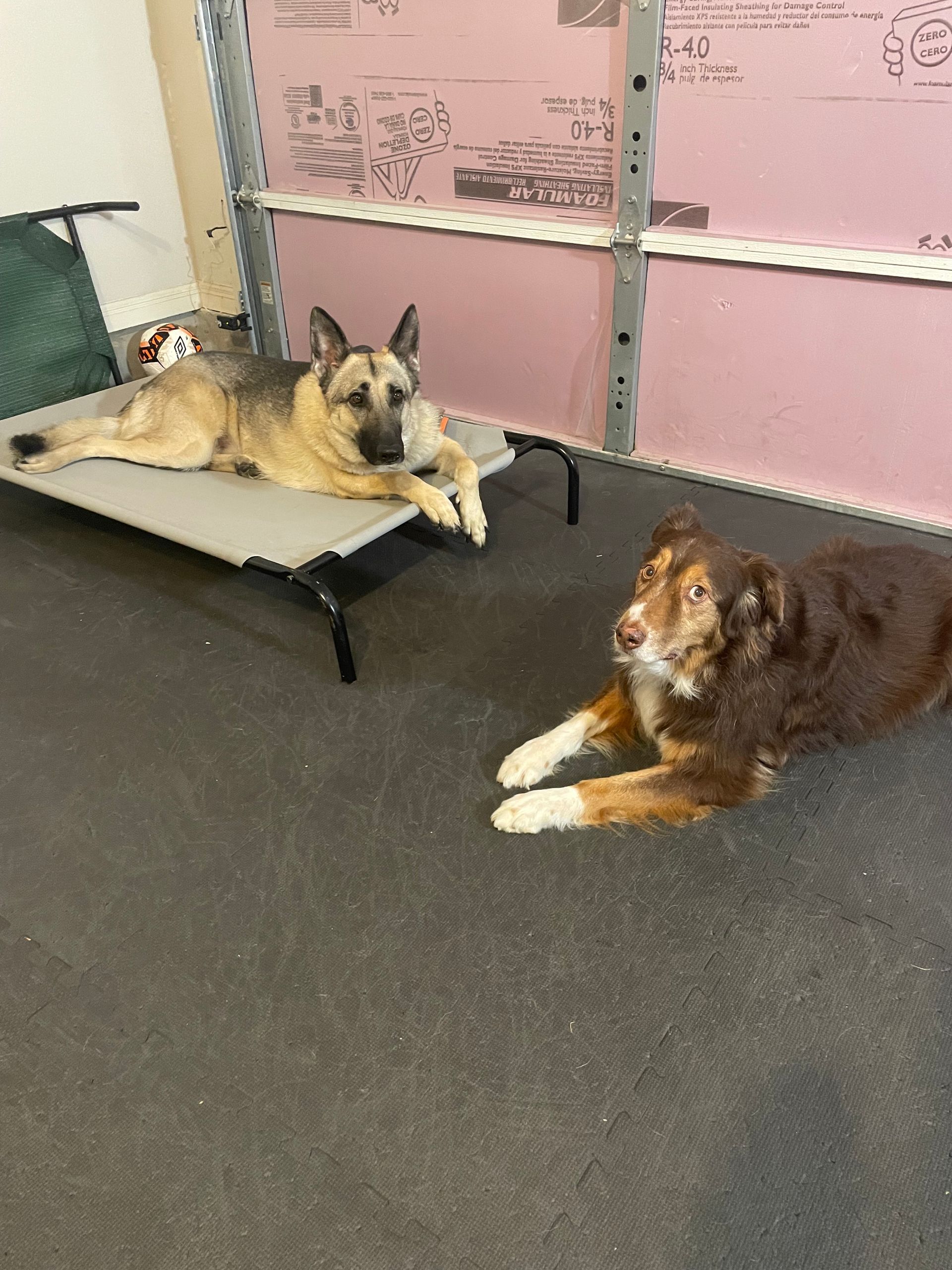 Two dogs are laying in place during their dog training lessons.