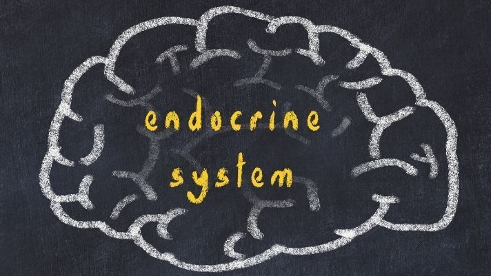 Surprising Facts About the Endocrine System