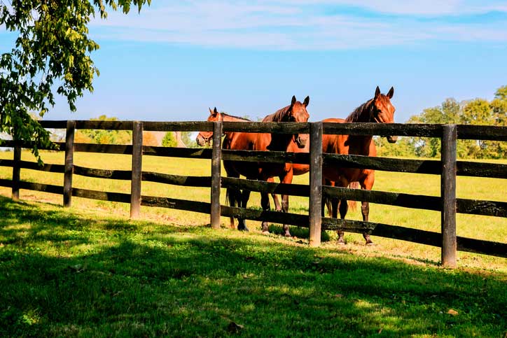 Horses behind fence