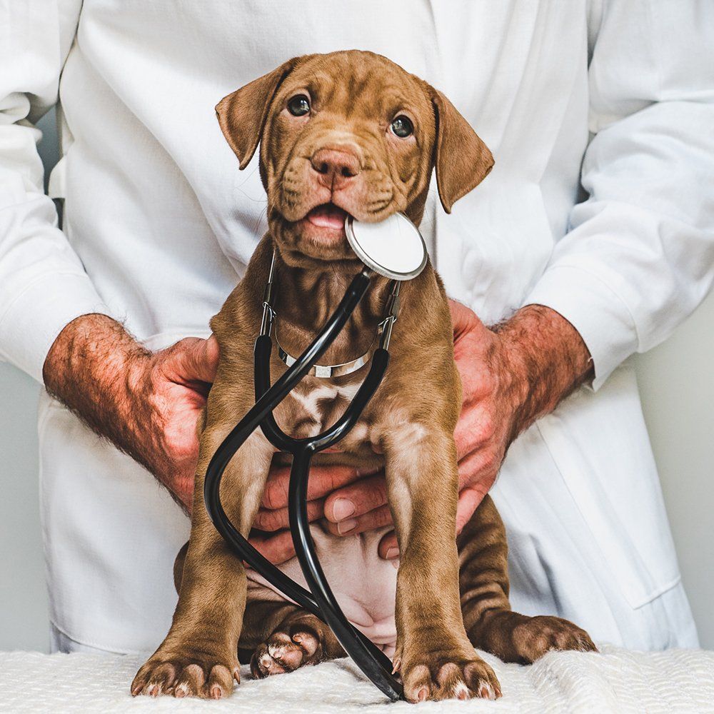 Man Holding A Little Dog — Hampton VA — Armistead Avenue Veterinary Hospital