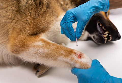 Vet Treating The Dog Wound — Hampton VA — Armistead Avenue Veterinary Hospital