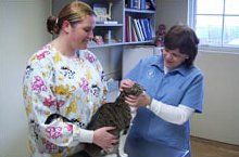 Veterinarian Checking Cat Condition — Hampton VA — Armistead Avenue Veterinary Hospital