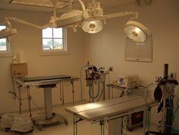 Veterinary Exam Room — Hampton VA — Armistead Avenue Veterinary Hospital