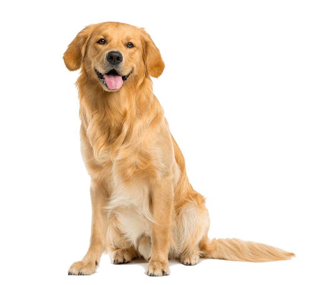 Brown Dog — Hampton VA — Armistead Avenue Veterinary Hospital