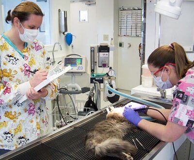Veterinarians Doing Pet Dental Cleaning — Hampton VA — Armistead Avenue Veterinary Hospital