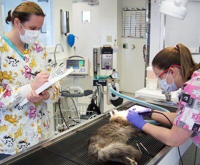 Veterinary Dental Work In Hampton Va Armistead Avenue Veterinary Hospital