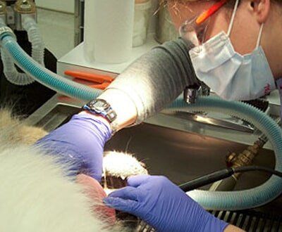 Woman Cleaning Dog Teeth — Hampton VA — Armistead Avenue Veterinary Hospital