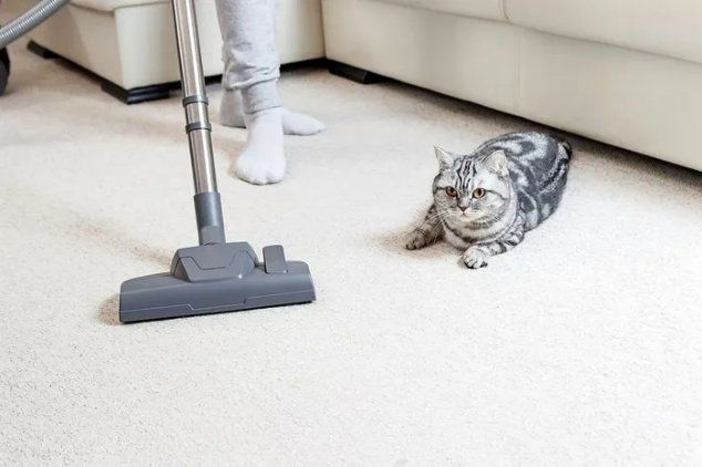 The carpet of a home in Mackay is being cleaned while a house cat was resting beside.
