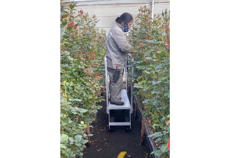 Plataforma de trabajo IPA