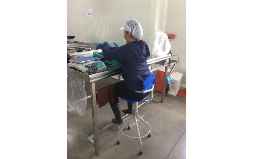 Ergonomía en trabajos de selección Ergonomía en trabajos de selección