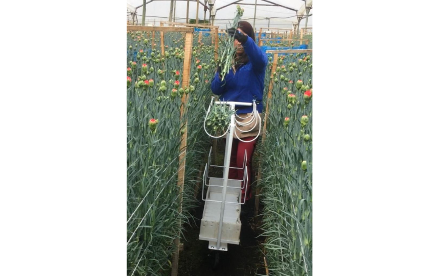 Carro transporte flor cortada