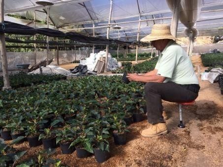Ergonomía para el trabajo en Cultivos - Ergonomía en cultivos