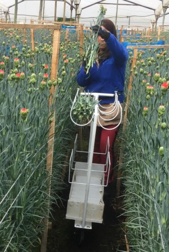 ergonomía en cultivos de flores ergonomía en cultivos de flores