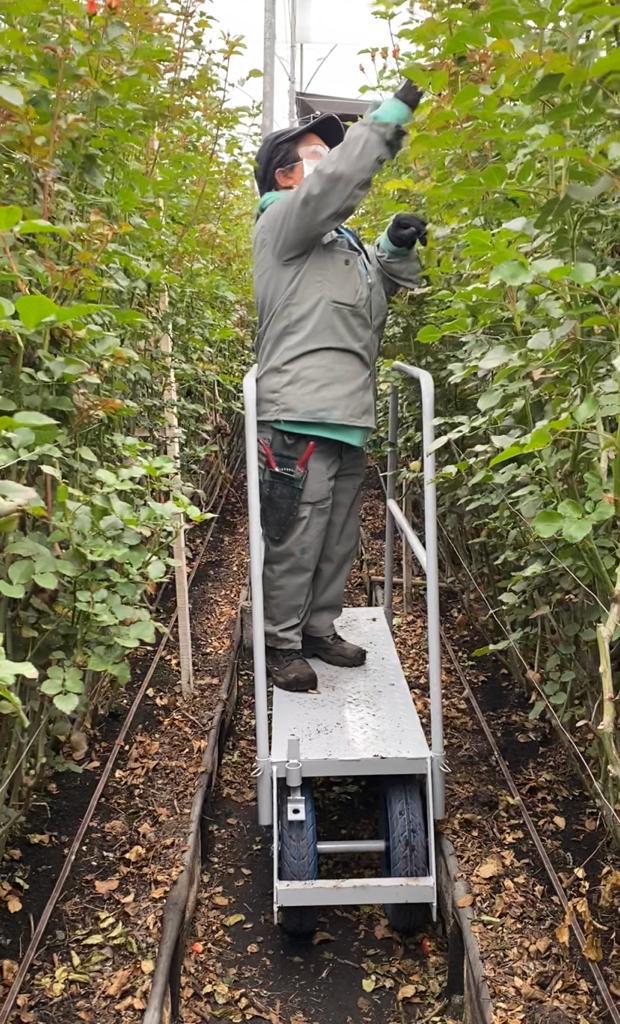 Trabajo en altura dentro del cultivo con seguridad y ergonomía Trabajo en altura dentro del cultivo con seguridad y ergonomía