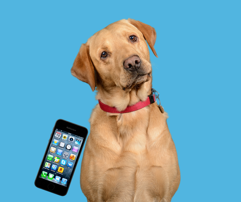 Labrador retriever with red collar tilting his head with an iPhone tilted toward the dog.