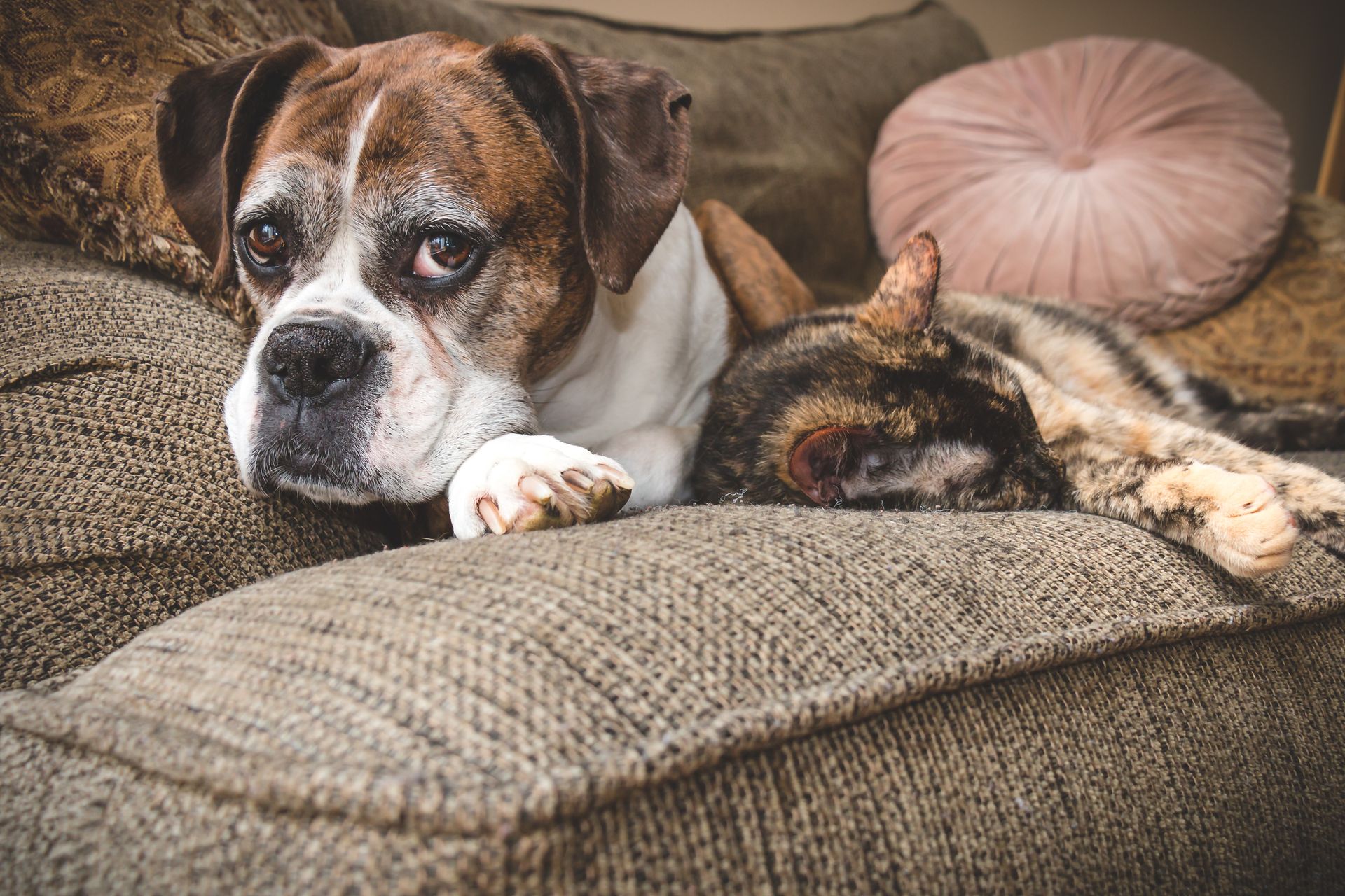 Senior boxer dog lying on sofa with a senior calico cat.