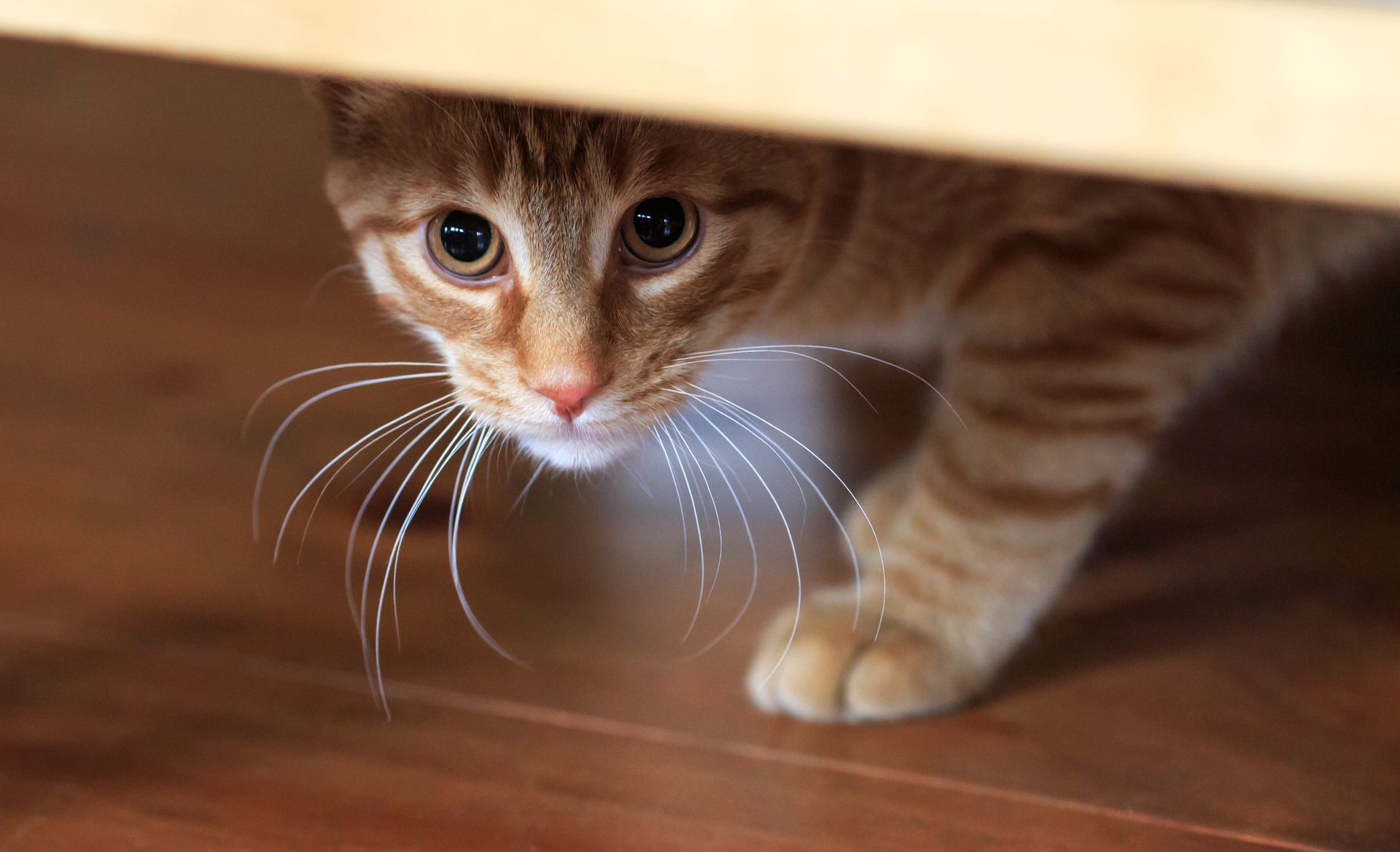 Shy cat peering out from under a piece of furniture.