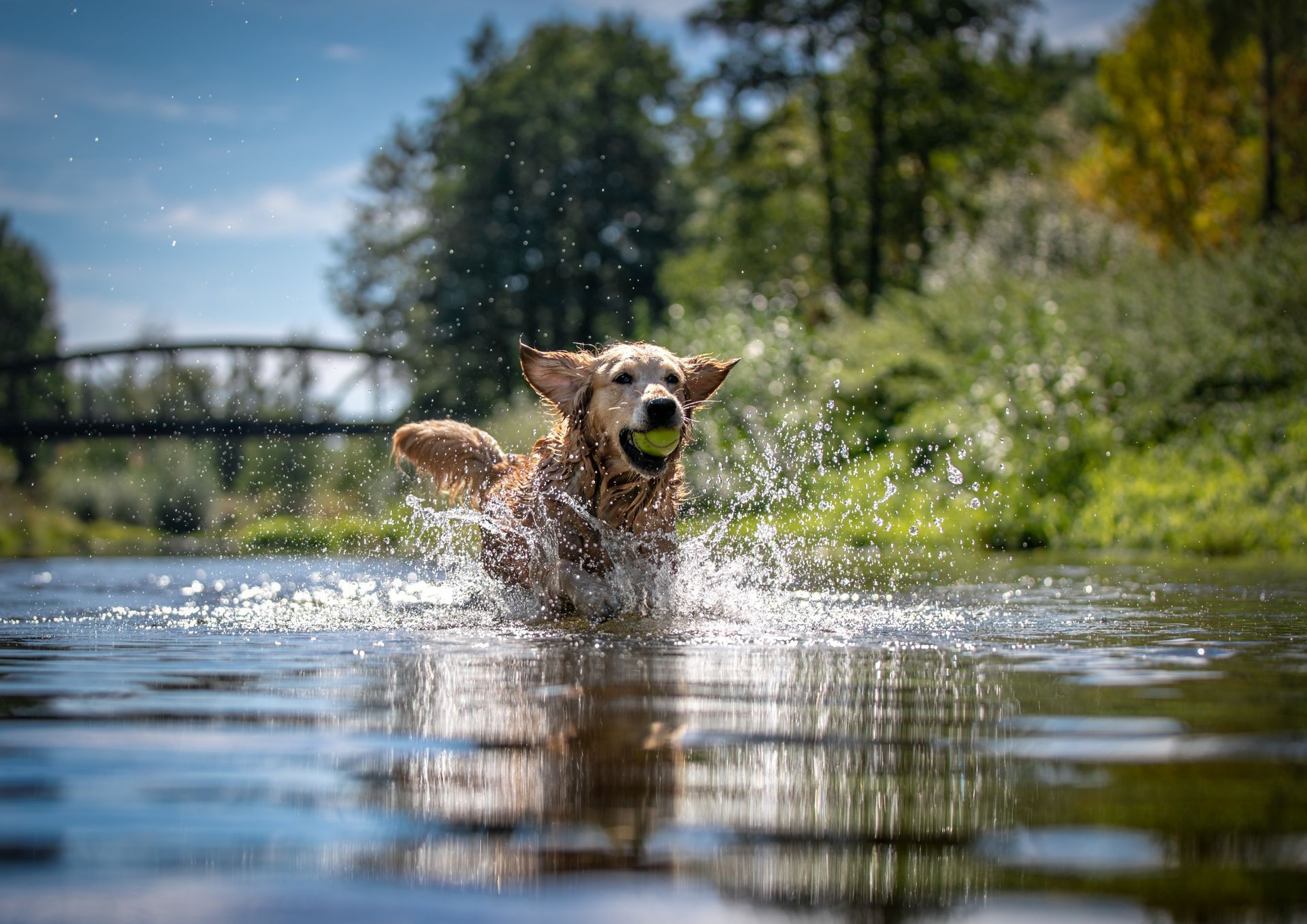 Mixed breed dog playing in river with tennis ball in his mouth.
